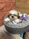 Shih Tzu z rodowodem