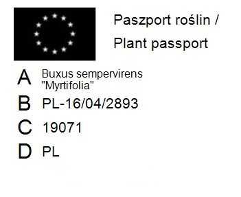 Bukszpan wieczniezielony 'Myrtifolia' Buxus 071