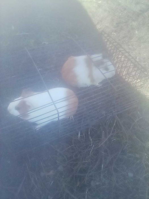 Małe świnki morskie
