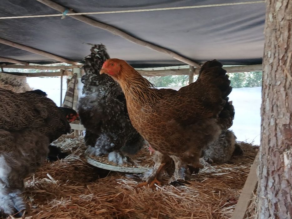 Galinhas Brahma grande porte puras