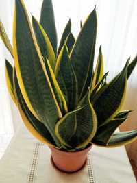 Sansevieria, roślina doniczkowa, kwiatek