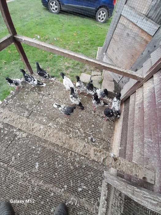 Gołębie pocztowe opal reduced gimel frill rubella tygrysy pensil