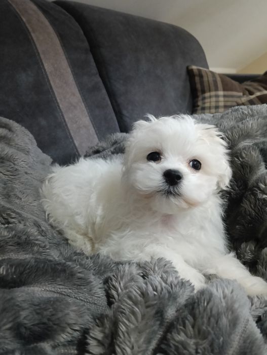 Maltańczyki piesek i suczka