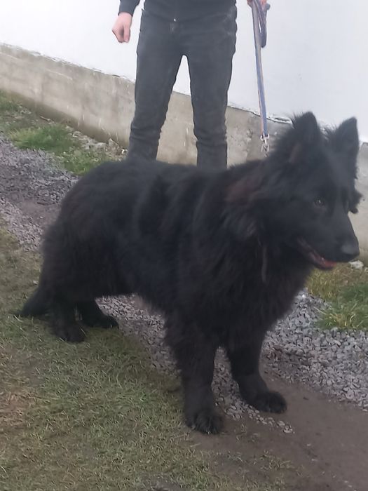 Німецька Вівчарка Кобель Вязка