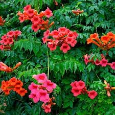 Кампсис    лиана