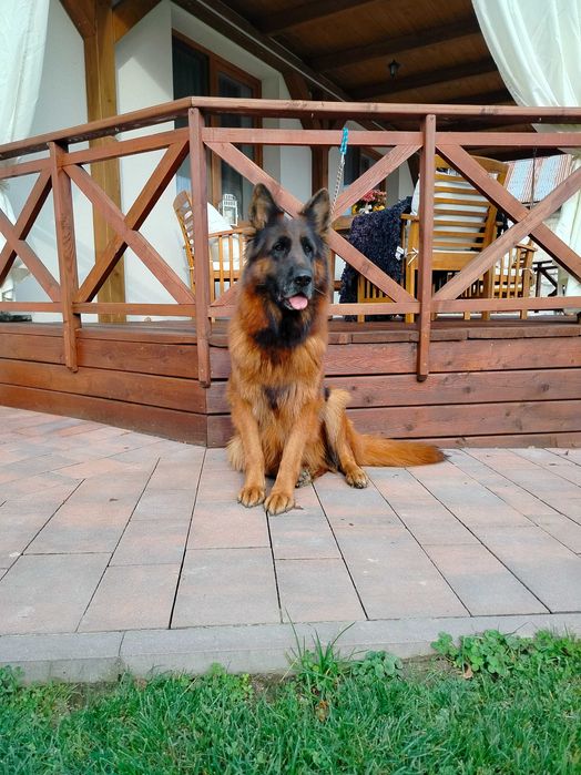 Owczarek niemiecki dorosła suka