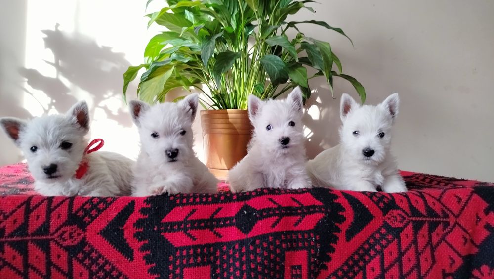 Śliczne szczenię -West Highlights White Terrier