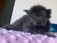 Maine Coon- niebieski kocurek po imporcie !