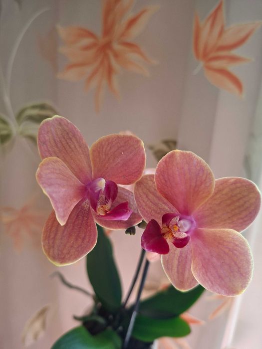 Орхідея мультіфлора фаленопсіс midi