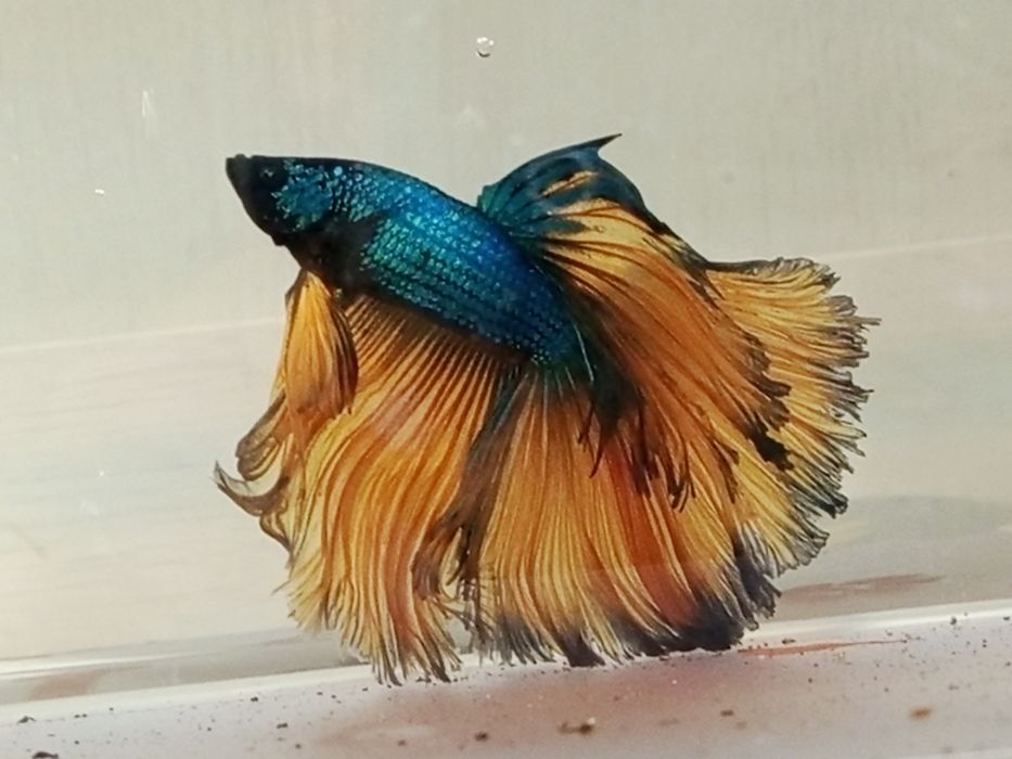 Bojownik odmiana Mustard Gas