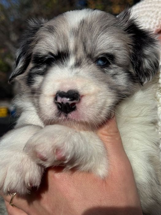 ZAREZERWOWANA Border collie blue merle suczka niebieskie oczy rodowód