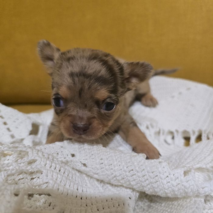 Chihuahua suczka choco merle tan