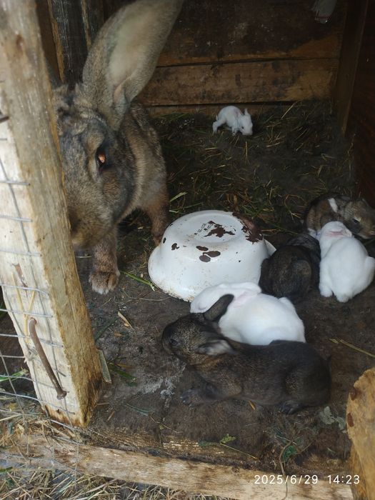 Продам кролики перевідняки