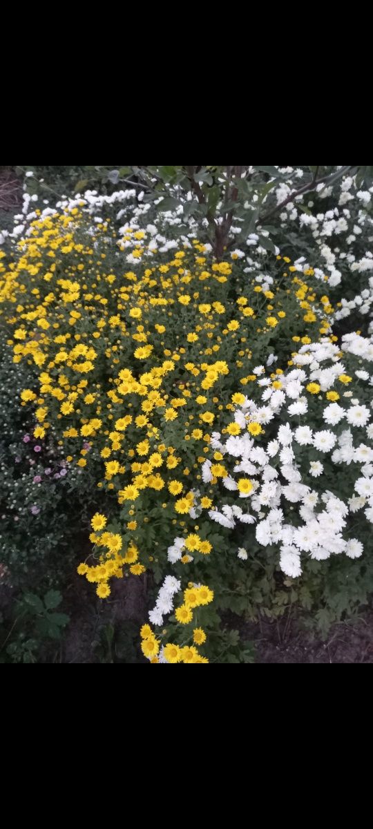 Маточник хрізантеми мультифлора жовта біла