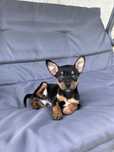 Pinczer miniaturowy
