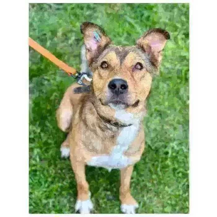 Активный пес Балу ищет дом