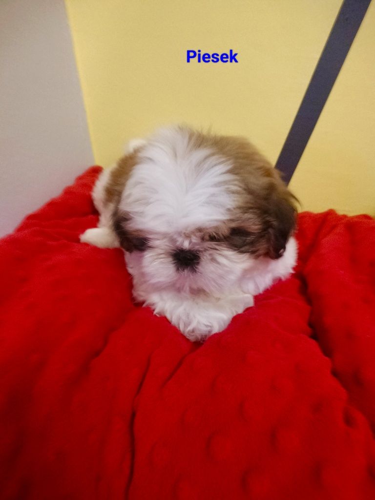 Piesek rasy Shi tzu