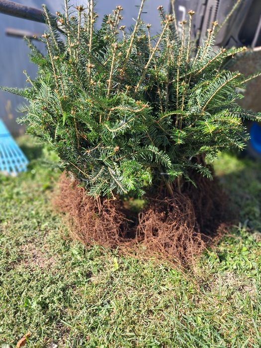 Jodła pospolita 4L sadzonki 25-40cm szkółkowane  komplet 50 sztuk