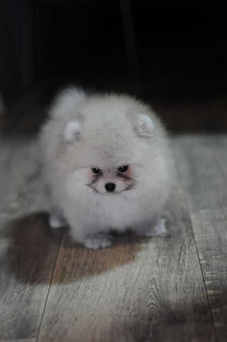 Супер детки, 100% мишки, мини размер