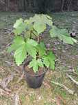 Árvore - Acer pseudoplatanus- Várias dimensões