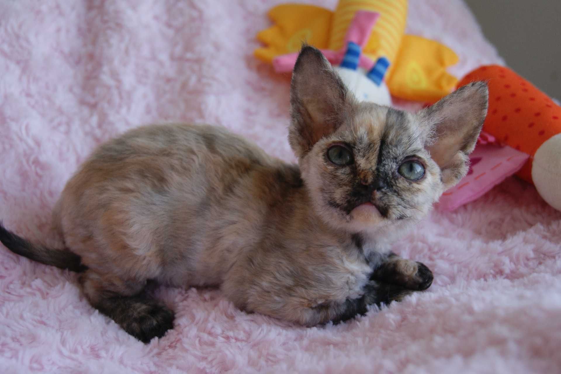 Harmony Calvados*PL  Kochana dziewczynka Devon Rex, zapytaj o filmiki!