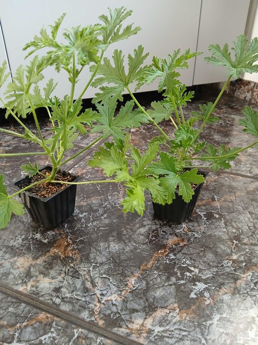 geranium anginka pachnąca 2 sztuki