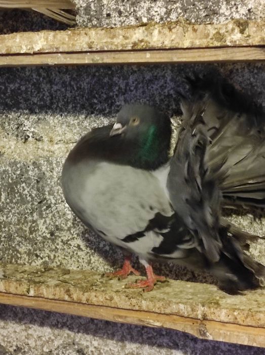 Pawiki różne kolory