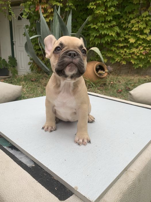 Bulldog francês bebé
