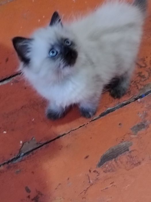 Гималайская кошечка