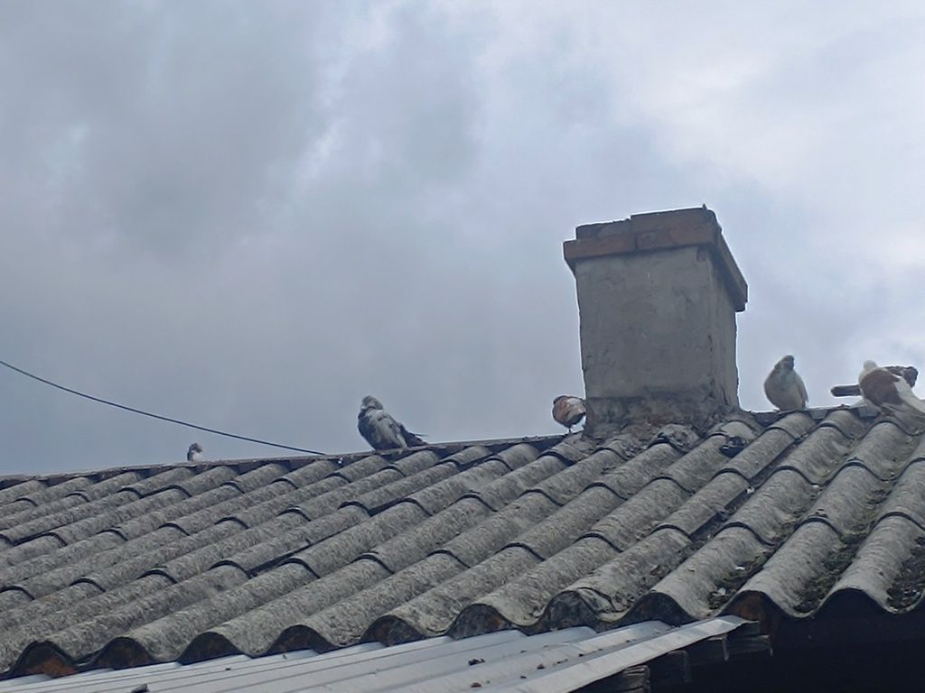 gołębie rasowe n