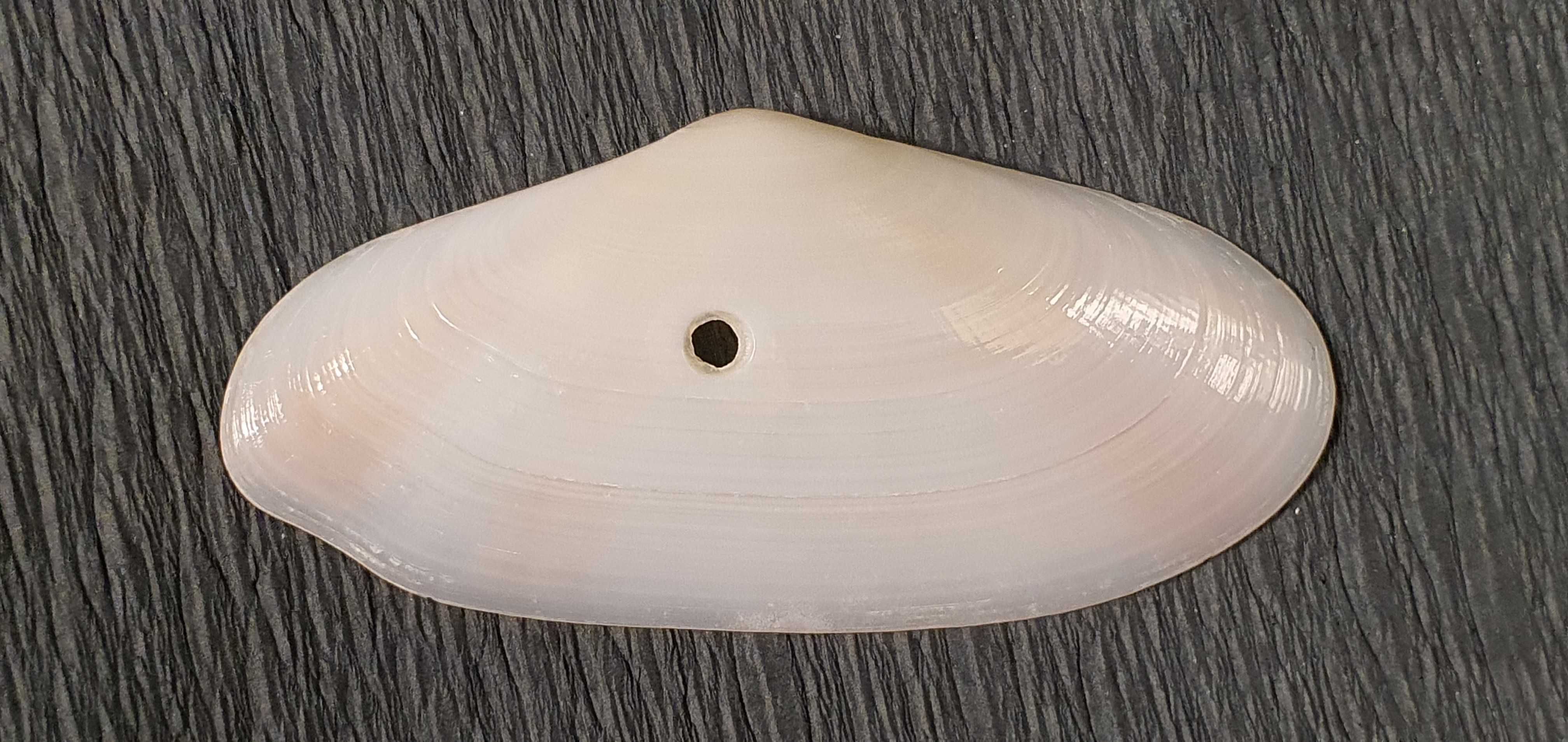 Muszla morska o wymiarach 60 x 30 x 10 mm (nr 20)