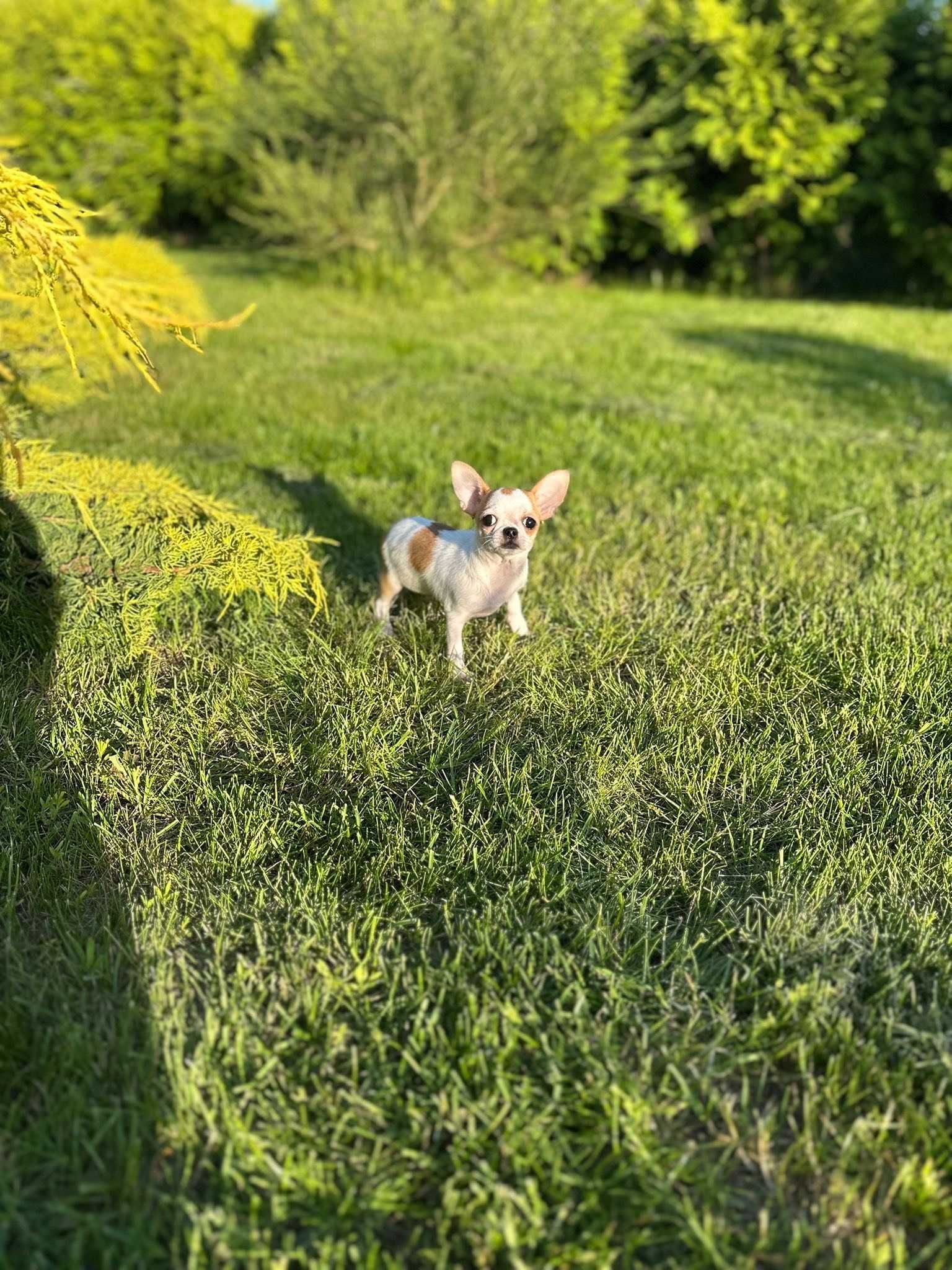 Chihuahua śliczny malutki chłopczyk