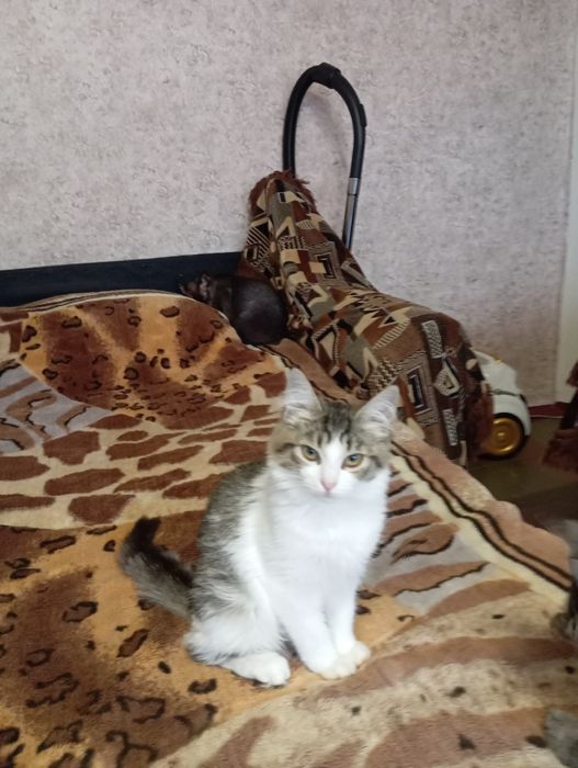 Отдам котиков в добрые и заботливые руки