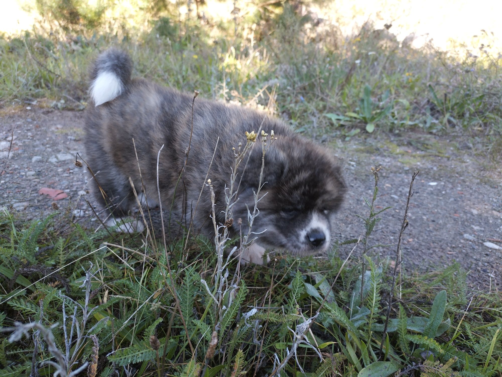 Japońska akita inu - pręgusek