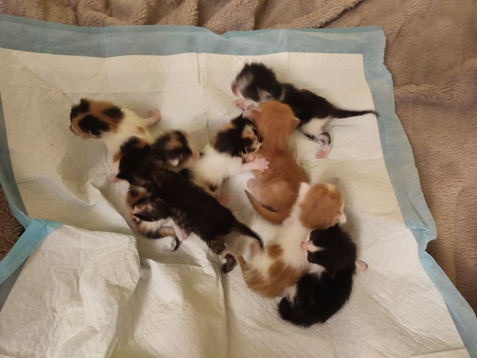 Kocia mama  do adopcji. Kotki zarezerwowane