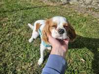 Cavalier King Charles Spaniel