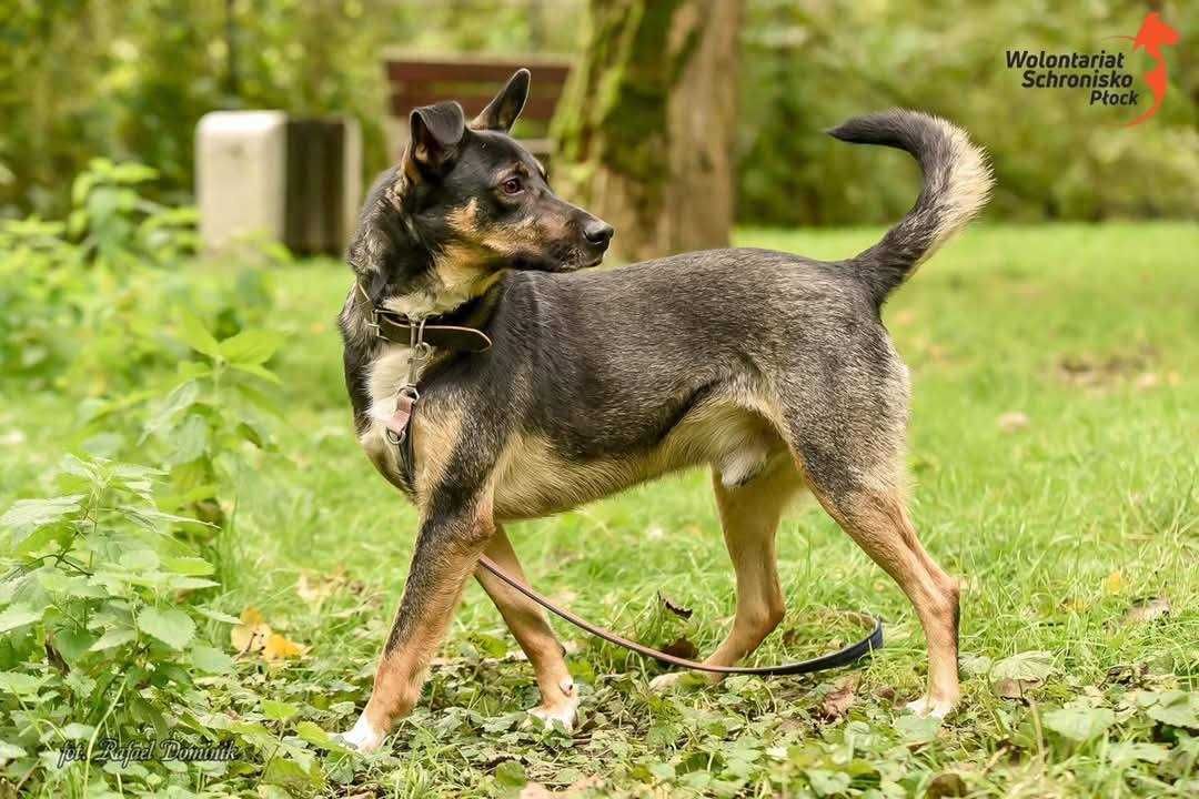 Gary szuka kochającego domu
