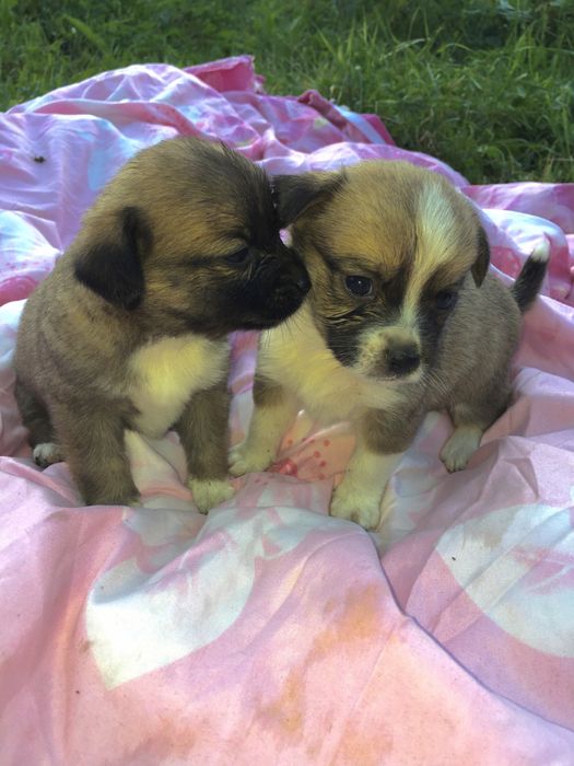 Продаю!!! Цуценята
