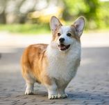 Вязка  вельш корги пемброк