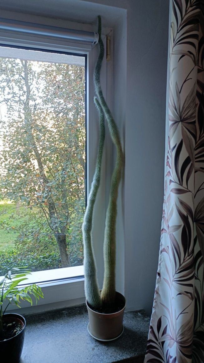 Kaktus wysoki 105 cm