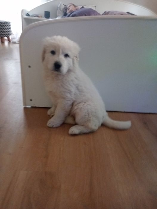 Suczka owczarek podhalański