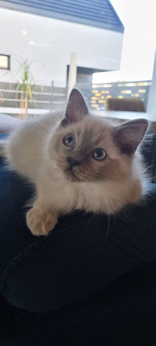 Ragdoll piękne koty do Felinoterapii FPL FIFE