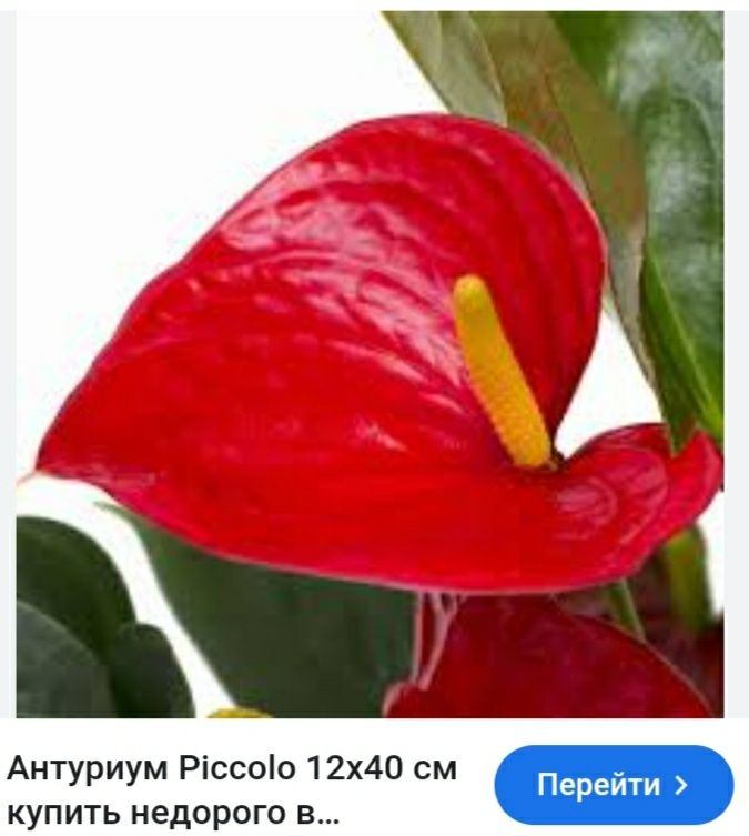 Антуріум карликовий Piccolo