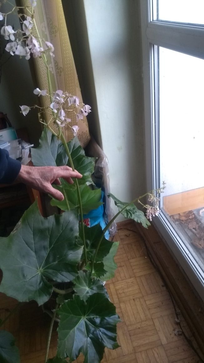 Begonia rącznikolistna i geranium