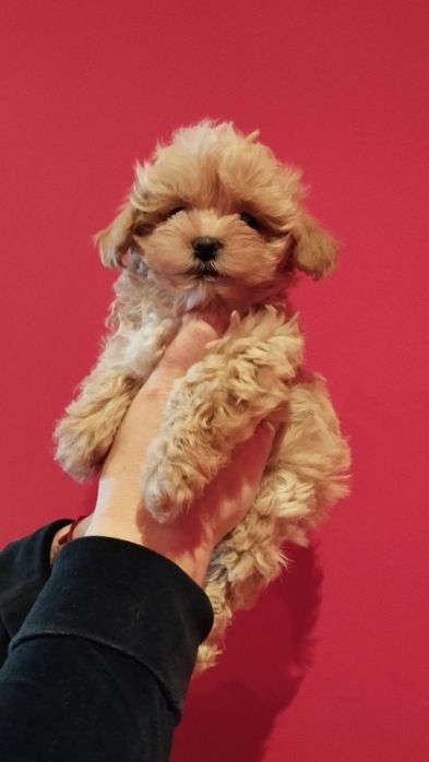 Maltipoo piesek rodowód