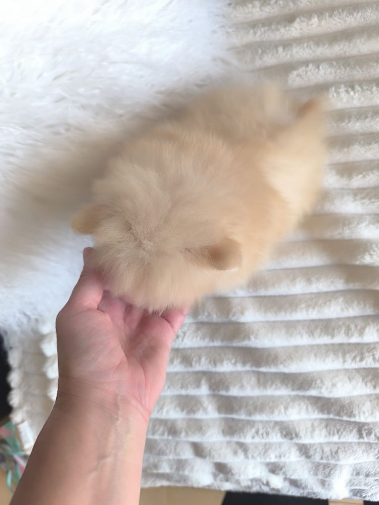 lulu da pomerania fêmea com LOP spitz alemão anão