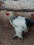 galo brahma light  negro