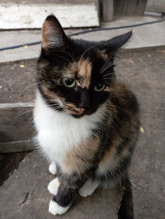 Отдам срочно кошечек!