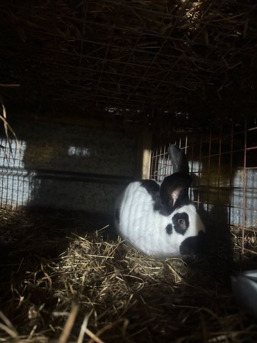 Królik srokacz olbrzymi