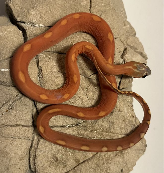 Wąż zbożowy scaleless motley